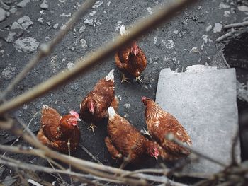 High angle view of hens on field