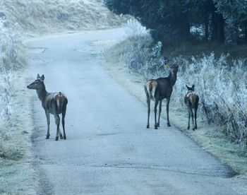 Horses on a road