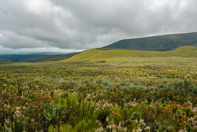 High altitude moorland against a mountain background at chogoria route, mount kenya, chogoria, kenya