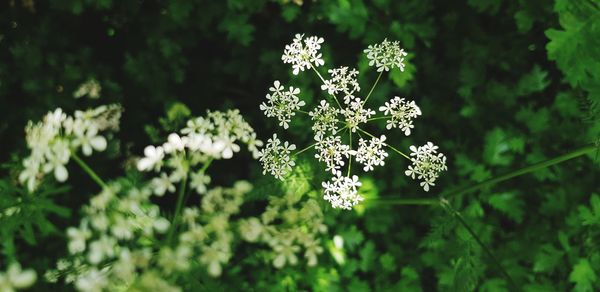 Close-up of white flowering plant