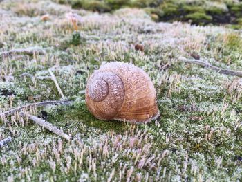 Close-up of snail on field during winter