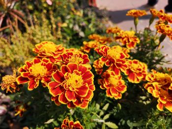 Close-up of orange marigold flowers