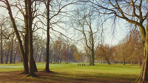 Trees on grassy field