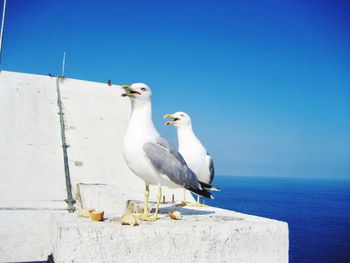 Seagull perching on retaining wall against clear sky