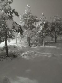 Trees on snow covered field against sky