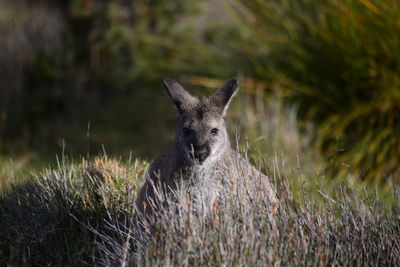 Wallaby gaze. wallaby in natural enviroment