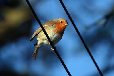 Low angle view of a robin perching on a wire 