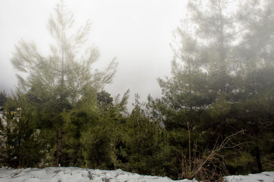 Pine trees in forest during winter