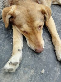 High angle view of dog sleeping on floor