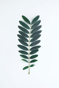 Close-up of plant against white background