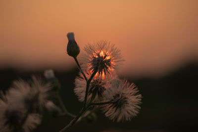 Close-up of dandelion against sky during sunset