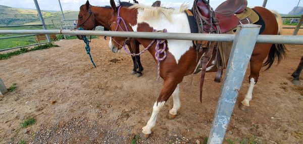 Full length of a horse on field