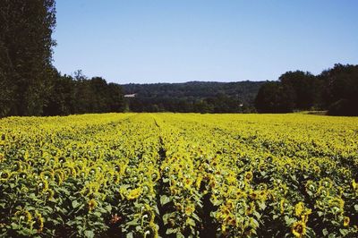 Scenic view of field against sky