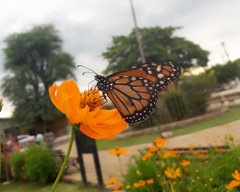 Close-up of butterfly pollinating on yellow flower