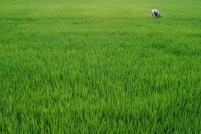 Scenic view of agricultural field