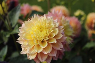 Close-up of dahlia flowers blooming at park