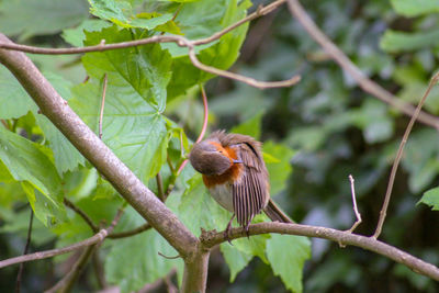 Close-up of a robin perching on branch