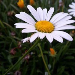 Close-up of daisy flowers