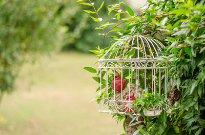 Hold-up fall. nature's summer gardens are not quite yet done. birds are still perching on plants. 