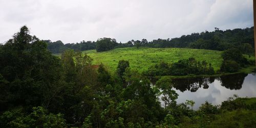 Scenic view of trees on landscape against sky