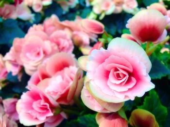 Close-up of pink rose