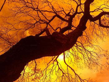 Low angle view of bare trees against sky at sunset