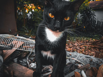 Close-up portrait of a cat