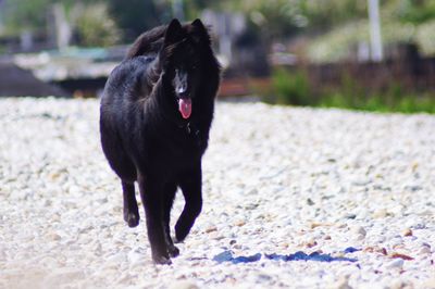 Black dog standing on footpath
