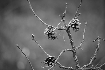 Close-up of barbed wire on plant