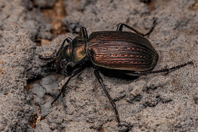 Close-up of insect