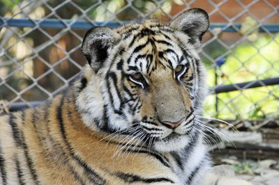 Portrait of tiger in cage at zoo