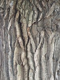 Full frame shot of tree trunk