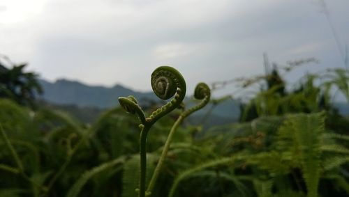 Close-up of water drops on fern against sky