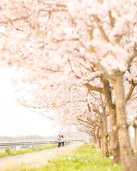 View of cherry blossom in park