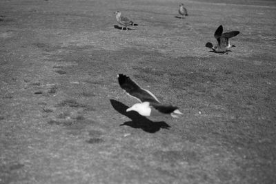 High angle view of birds on shore