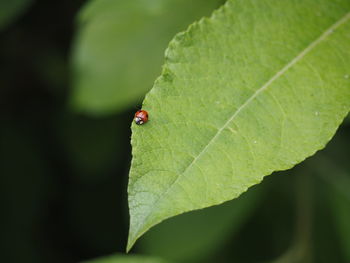 Close-up of ladybug on leaf