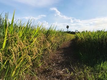 Plants growing on field against sky