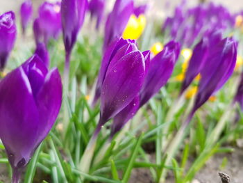 Close-up of purple crocus flowers growing in field