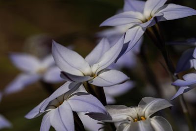 Close-up of white flowering plants