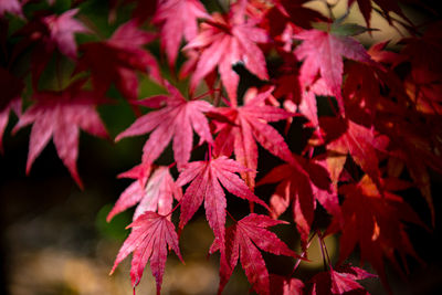 Close-up of maple leaves