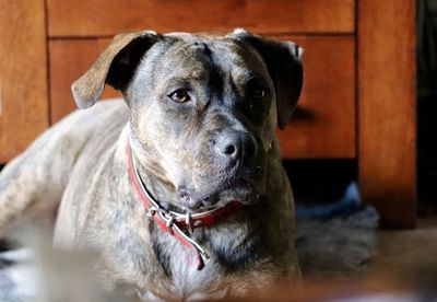 Close-up portrait of dog at home