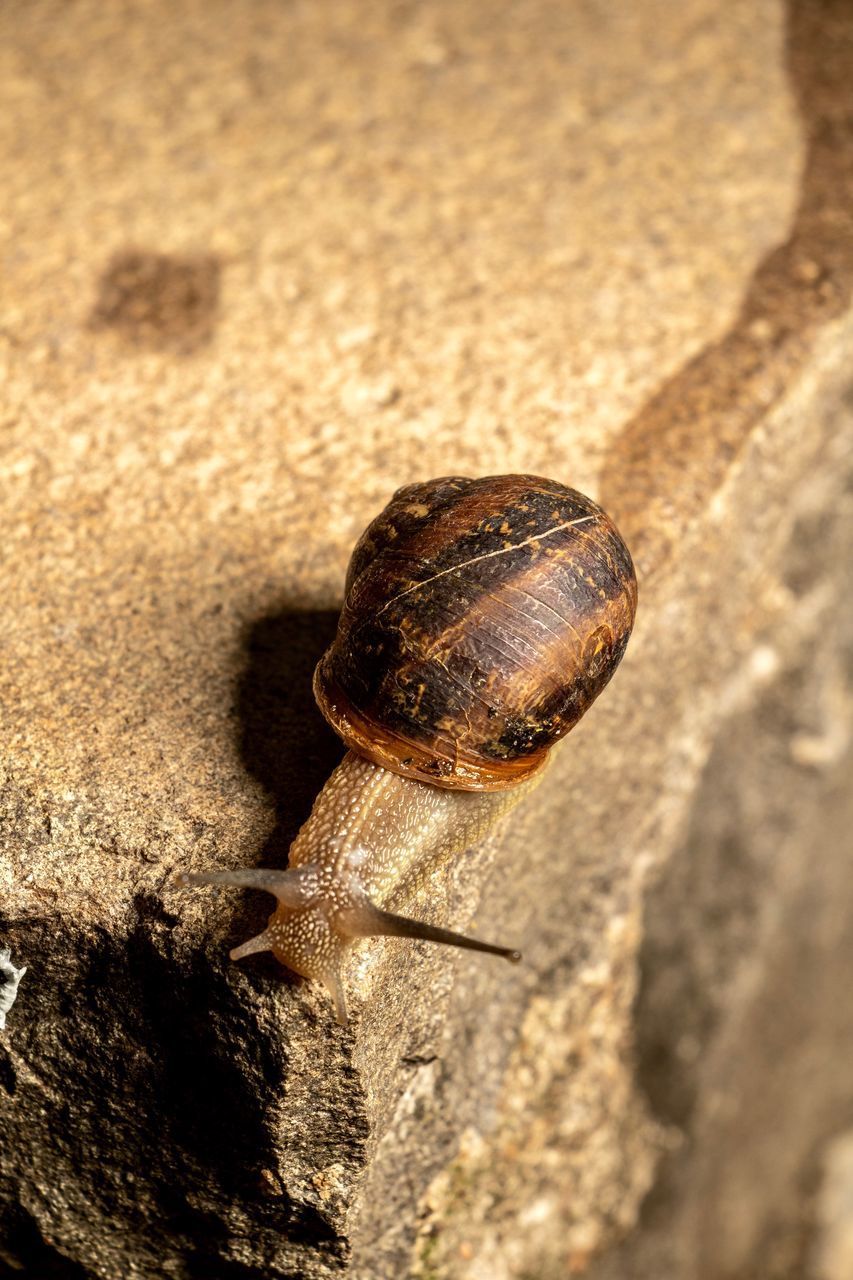 CLOSE UP OF SNAIL