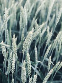 Close-up of plants growing on field