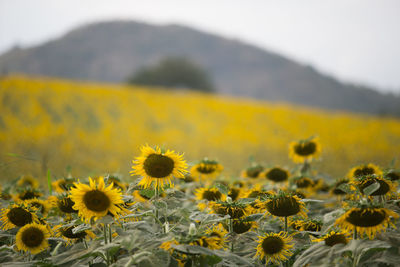 Sunflowers in field