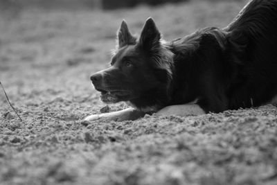 Close-up of dog on grass