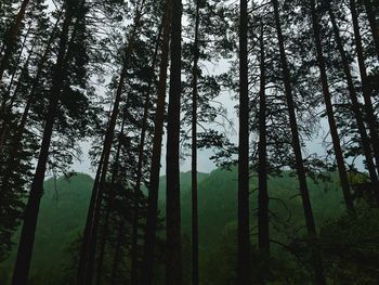 Trees growing in forest