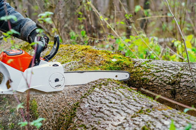 Chainsaw close-up of lumberjack sawing a large rough tree lying on ground, sawdust flying