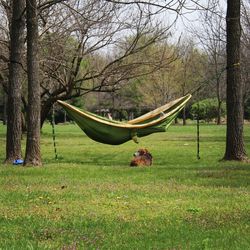 Horse on field against trees