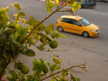 Lemons growing on tree against taxi