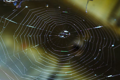 Full frame shot of spider web